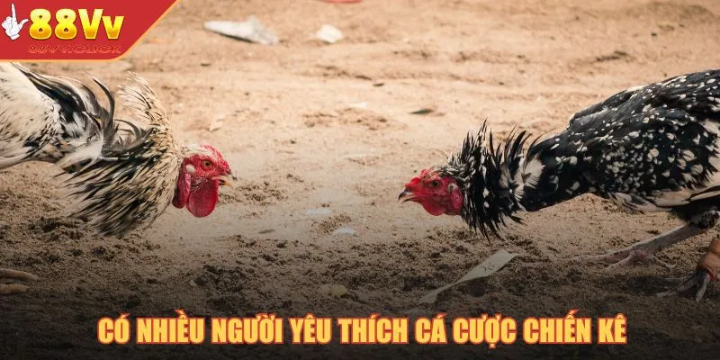Cá Cược Gà Tre – Thế Giới Giải Trí Chọi Gà Đỉnh Cao Năm 2025 3 Có nhiều người yêu thích cá cược chiến kê