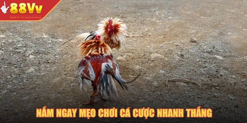 Cá Cược Gà Tre – Thế Giới Giải Trí Chọi Gà Đỉnh Cao Năm 2025 4 Nắm ngay mẹo chơi cá cược nhanh thắng