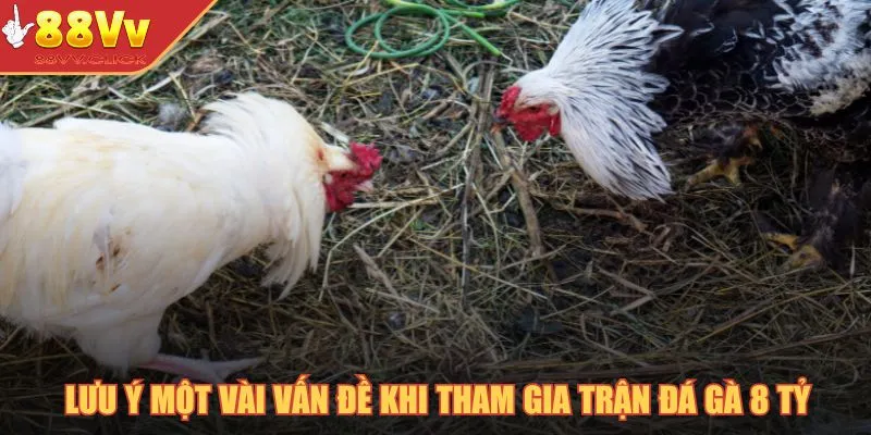 Trận Đá Gà 8 Tỷ – Kỷ Lục Quốc Tế Trong Bộ Môn Chọi Gà 2025 4 Lưu ý một vài vấn đề khi tham gia trận đá gà 8 tỷ