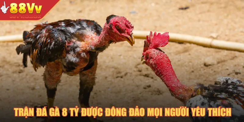 Trận Đá Gà 8 Tỷ – Kỷ Lục Quốc Tế Trong Bộ Môn Chọi Gà 2025 2 Trận đá gà 8 tỷ được đông đảo mọi người yêu thích